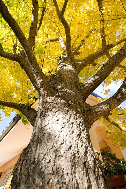L'Albero Della Vita Bed and Breakfast Ceriale Εξωτερικό φωτογραφία